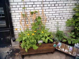 My upcycled pallet planter.